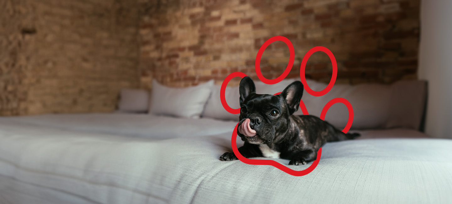 Um cão feliz que está coberto pelo Seguro Cães e Gatos.