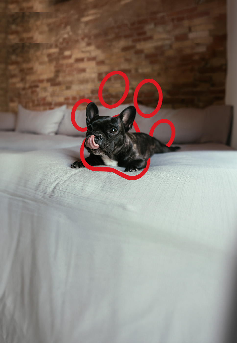 Um cão feliz que está coberto pelo Seguro Cães e Gatos.